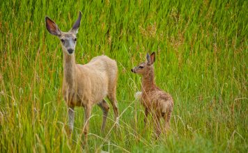 REWARD OFFERED FOR INFO IN WASTED DEER CASE