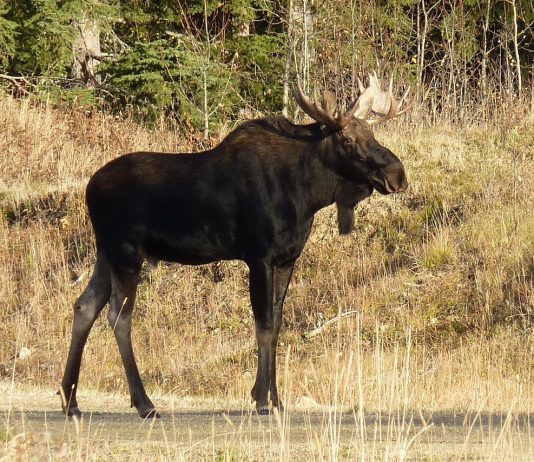 NEW WYOMING BILL INCREASES FEES BY 400%