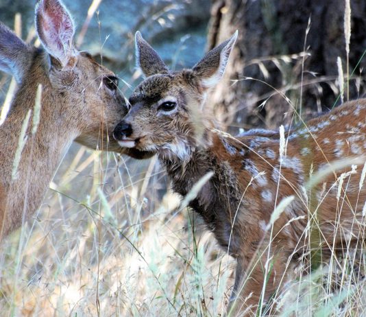 SENTENCED WATCH BAMBI