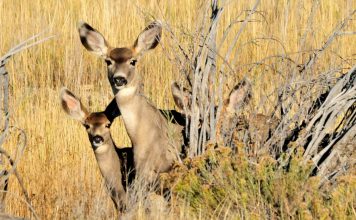 IDAHO FAWN SURVIVAL BELOW AVERAGE