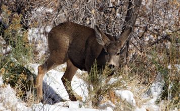 IDAHO LIMITS NONRESIDENT HUNTING OPPORTUNITIES