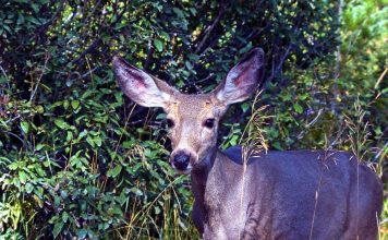 COMMISSION MOVES FUNDING TO MULE DEER HERDS