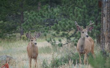 CHANGES TO 2023 ARCHERY HUNTING