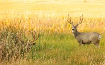 MULE DEER PLAN