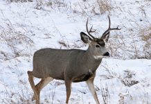 CHRONIC WASTING DISEASE PLAN APPROVED IN WYOMING