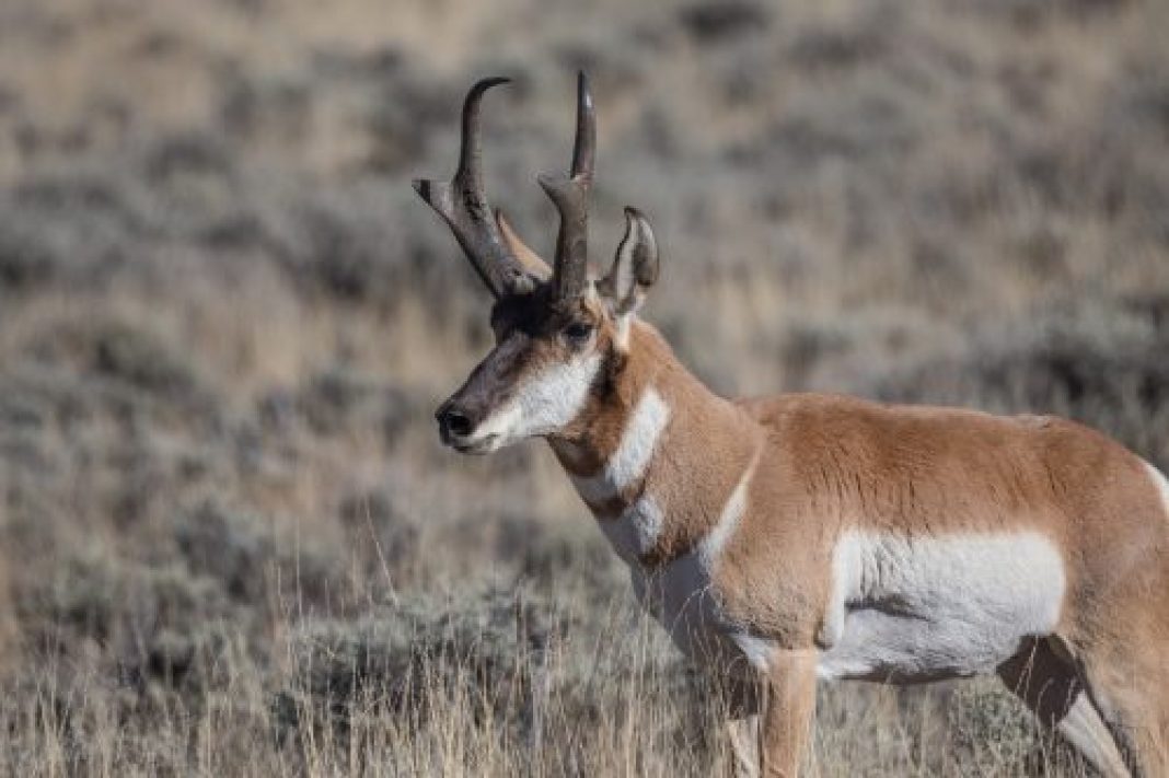 NEBRASKA ANTELOPE REGS Now Available | EHUNTR