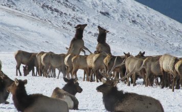 ELK TEST NEGATIVE FOR BRUCELLOSIS IN TOBACCO ROOT MOUNTAINS