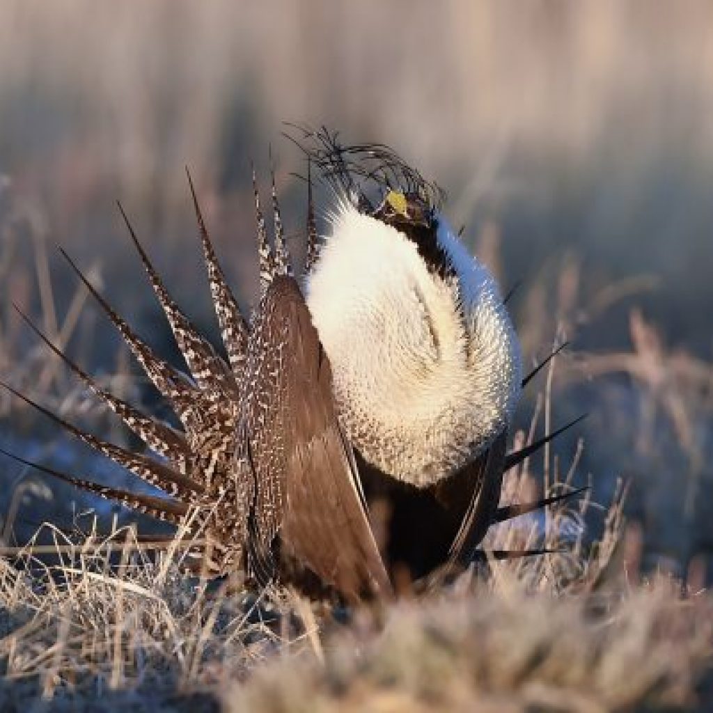 OREGON SAGE GROUSE DEADLINE EHUNTR