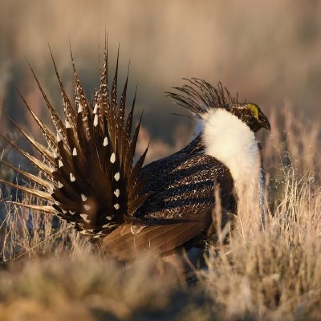 OREGON SAGE GROUSE DEADLINE EHUNTR