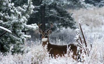 SOUTH DAKOTA POACHING CASE