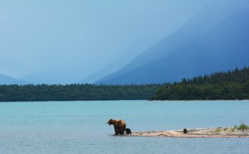 WYOMING APPROVES GRIZZLY MANAGEMENT PLAN