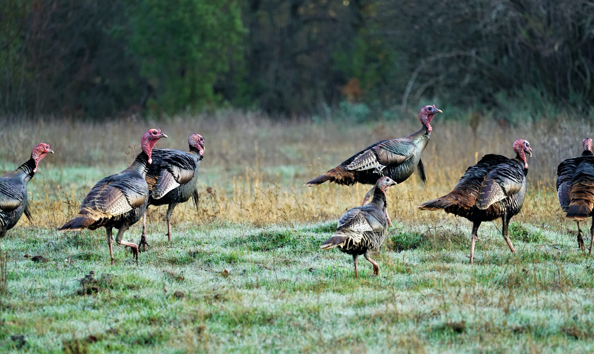 IDAHO TURKEY OUTLOOK EHUNTR