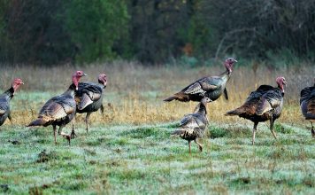 Idaho Turkey Outlook