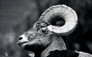 ZION BIGHORN SHEEP