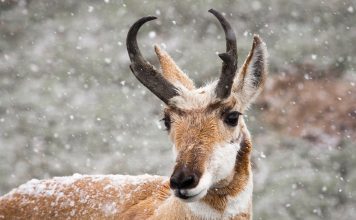 47 PRONGHORN KILLED