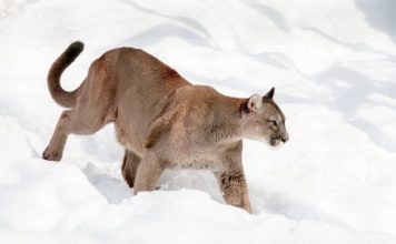 CHASING LIONS THRILL