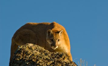 OREGON TO LETHALLY REMOVE MOUNTAIN LIONS