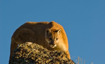 Mountain Lion Travels 130 Miles