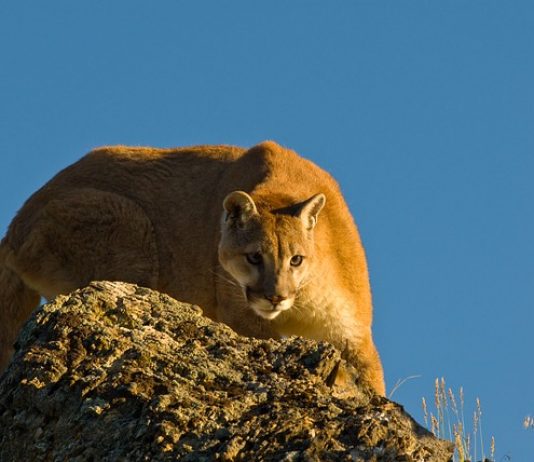 Mountain Lion Travels 130 Miles