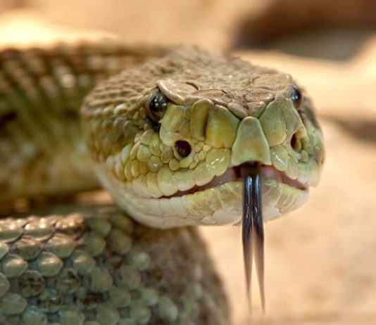 RATTLESNAKE AWARENESS