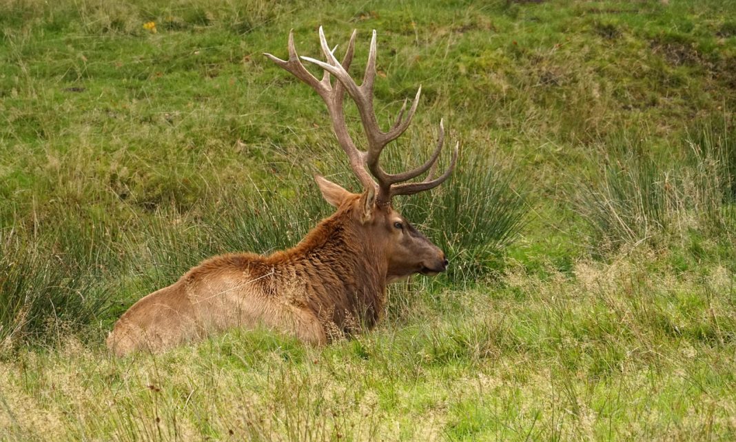 COLORADO IS CHANGING ITS BIG GAME DRAW