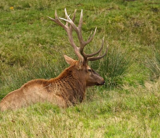 COLORADO IS CHANGING ITS BIG GAME DRAW