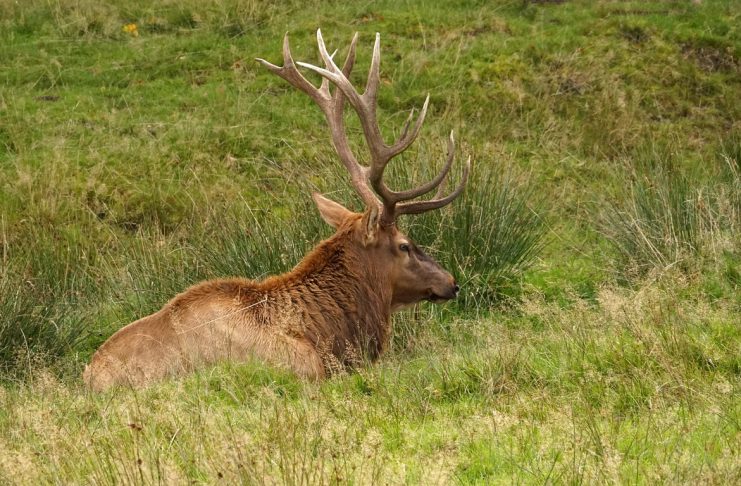 COLORADO IS CHANGING ITS BIG GAME DRAW