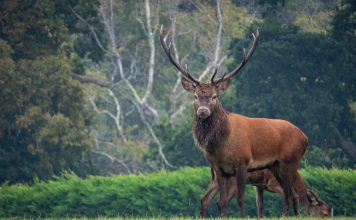 FRENCH DEER HUNTER