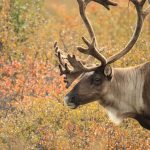 EMERGENCY BAG LIMIT REDUCTION DUE TO ALASKA CARIBOU DECLINE