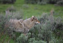 MAN MISTAKES COYOTE FOR A DOG