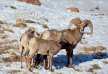 ARKANSAS RIVER REGION BIGHORN MANAGEMENT PLAN SUBMITTED