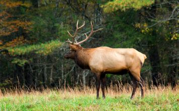 NEW HUNTS APPROVED IN UTAH