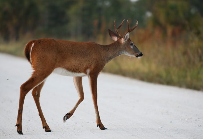 TEXAS HUNTING REGULATION CHANGES FOR 2022 | EHUNTR