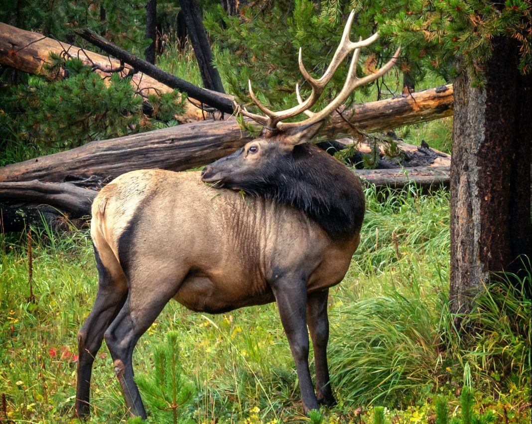 ARKANSAS ELK APPLICATION PERIOD IS NOW OPEN