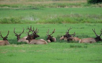 IS OHIO READY FOR ELK REINTRDUCTION?