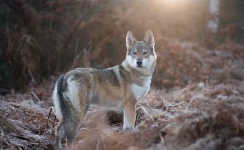 LEGISLATION TO OPPOSE UTAH WOLF INTRODUCTION