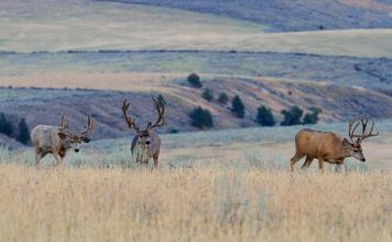 UTAH DWR PROPOSES DEER TAG REDUCTIONS