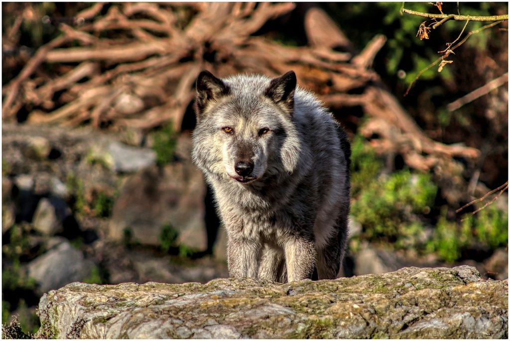 WOLVES IN COLORADO EHUNTR