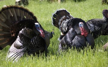 2021 IDAHO TURKEY OUTLOOK