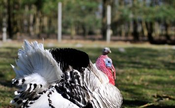 IDAHO HYBRID TURKEYS