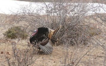 NEBRASKA TURKEY TAGS SUSPENDED