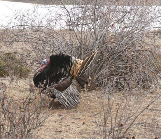 NEBRASKA TURKEY TAGS SUSPENDED