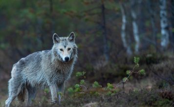 POSSIBILITY OF YEAR ROUND WOLF HUNTING IN IDAHO