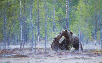 GRIZZLY NUMBERS HIGHER THAN REPORTED