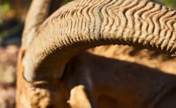 West Texas Aoudad Ram