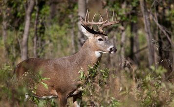 DISEASE KILLS 2,000 DEER IN OREGON