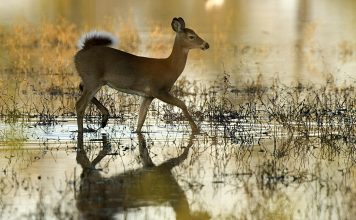 SOUTH DAKOTA CHRONIC WASTING DISEASE