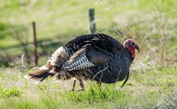 Kansas Turkey Decline