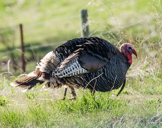 Kansas Turkey Decline