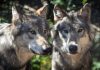 CPW CAPTURES COPPER CREEK WOLF PACK